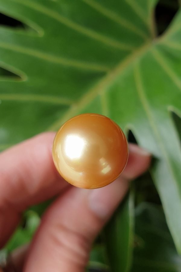 13mm Golden South Sea Pearl